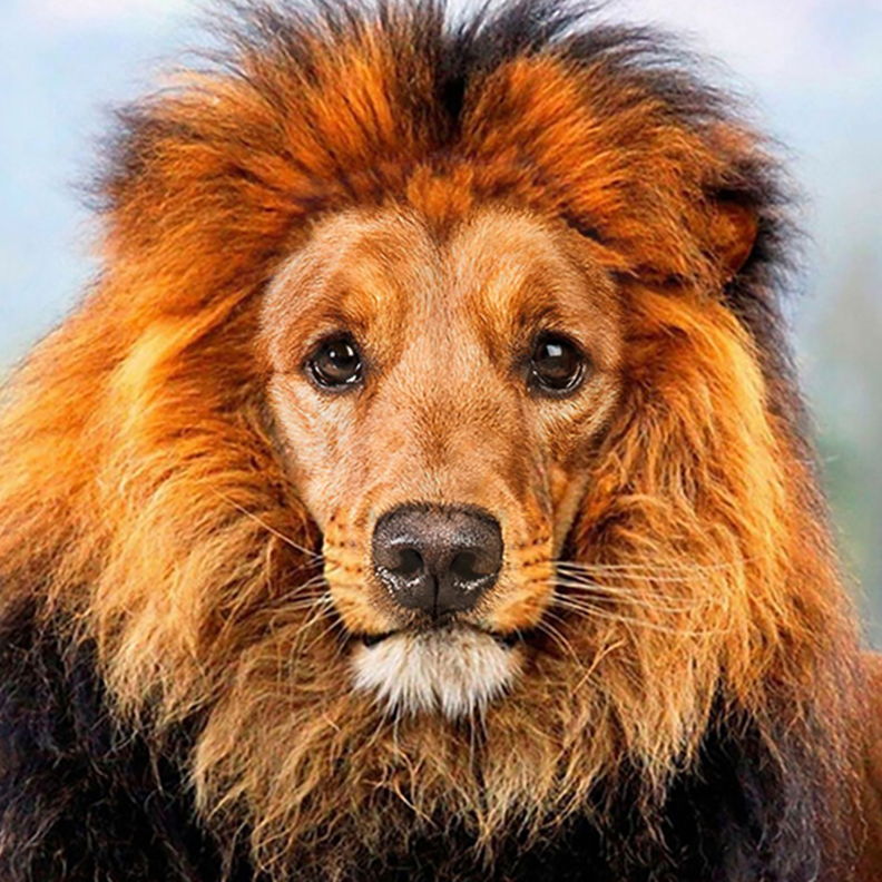 Lion and Dog Mash Up Photo